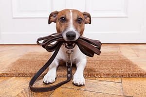 Jack Russel Terrier holding a leash in their mouth