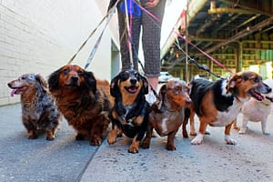 Pet care professional walking 6 dogs