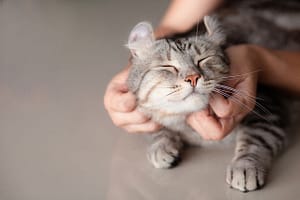 Pet care professional bonding with a cat